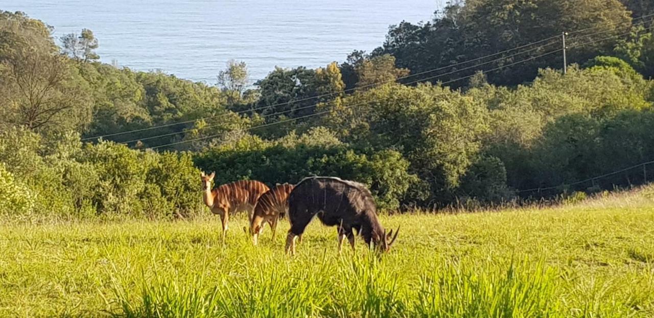 Hakuna Matata Wildernis Esterno foto